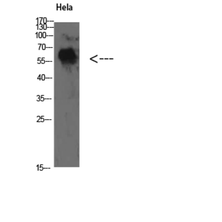 Western Blot - Anti-YARS Antibody (C30881) - Antibodies.com