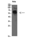 Western Blot - Anti-YARS Antibody (C30881) - Antibodies.com