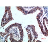 Immunohistochemistry - Anti-YARS Antibody (C30881) - Antibodies.com