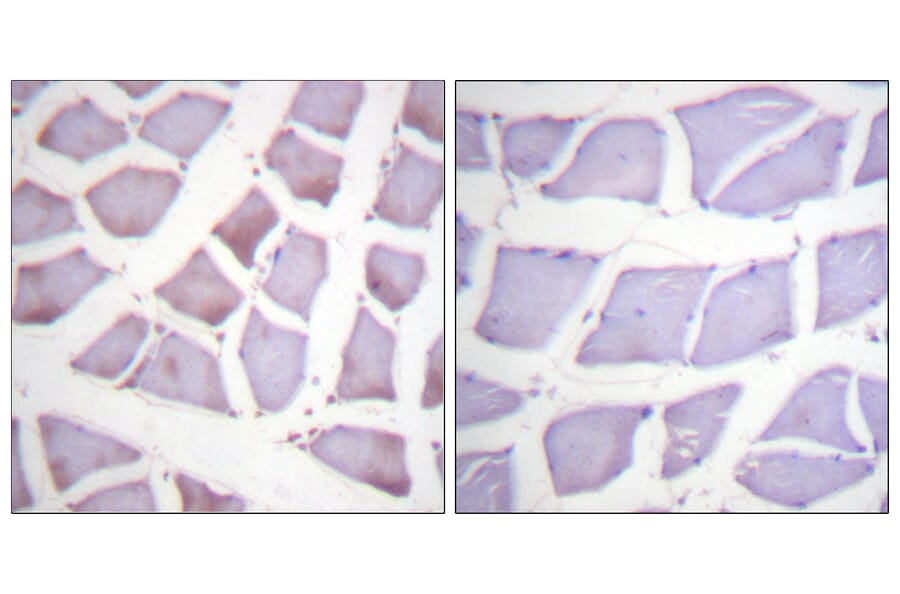 Immunohistochemistry - Anti-XIAP Antibody (B0599) - Antibodies.com