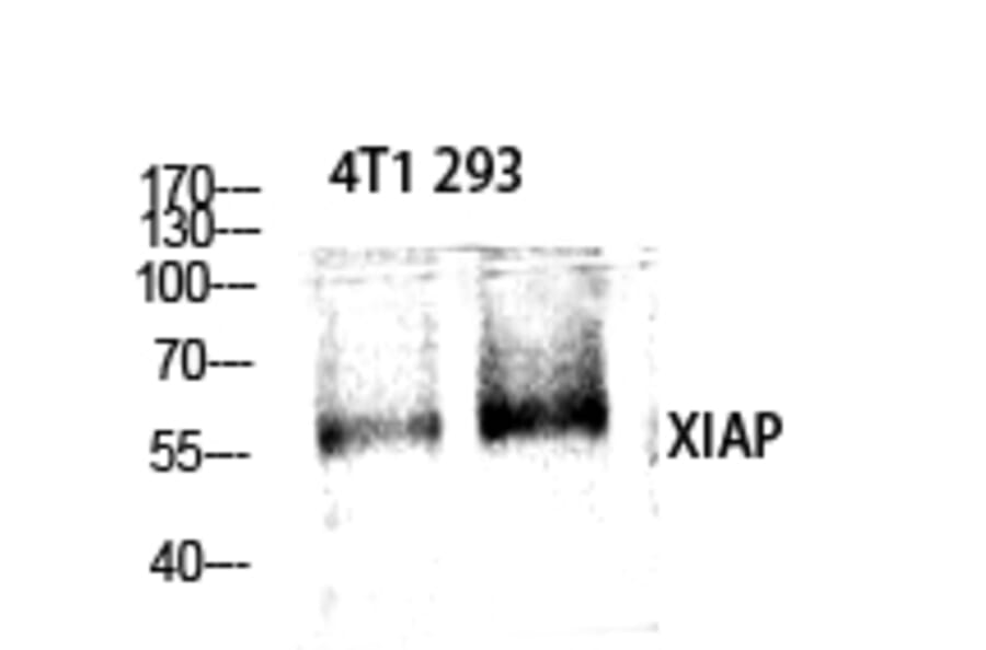 Western Blot - Anti-XIAP Antibody (B0599) - Antibodies.com