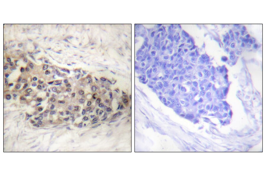 Immunohistochemistry - Anti-USF2 Antibody (C0387) - Antibodies.com