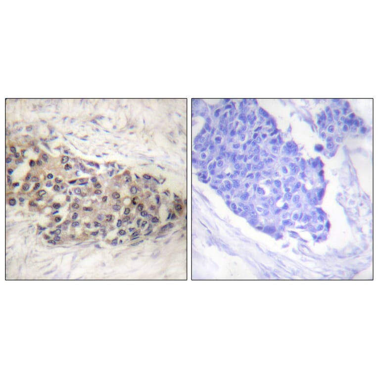 Immunohistochemistry - Anti-USF2 Antibody (C0387) - Antibodies.com