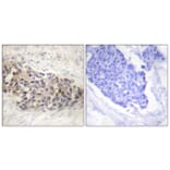 Immunohistochemistry - Anti-USF2 Antibody (C0387) - Antibodies.com