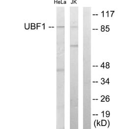 Western Blot - Anti-UBF1 Antibody (C10403) - Antibodies.com