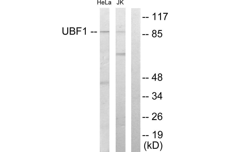 Western Blot - Anti-UBF1 Antibody (C10403) - Antibodies.com