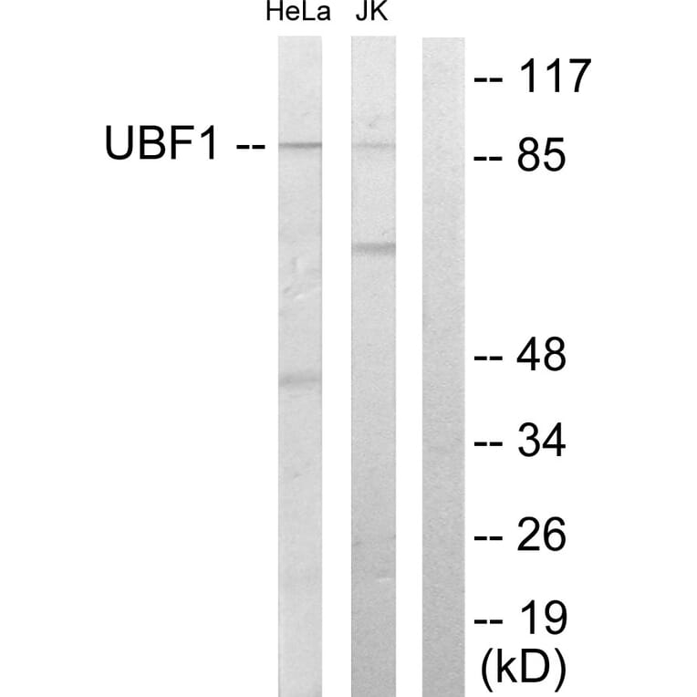 Western Blot - Anti-UBF1 Antibody (C10403) - Antibodies.com