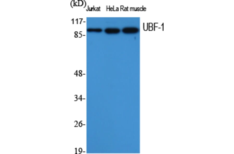 Western Blot - Anti-UBF1 Antibody (C10403) - Antibodies.com