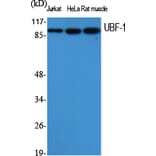 Western Blot - Anti-UBF1 Antibody (C10403) - Antibodies.com
