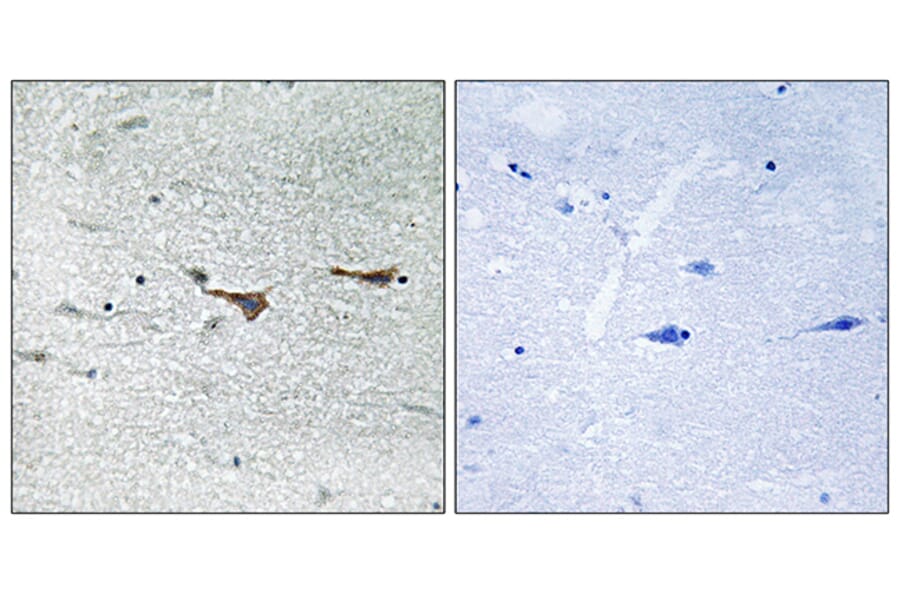 Immunohistochemistry - Anti-TOB1 Antibody (B8438) - Antibodies.com