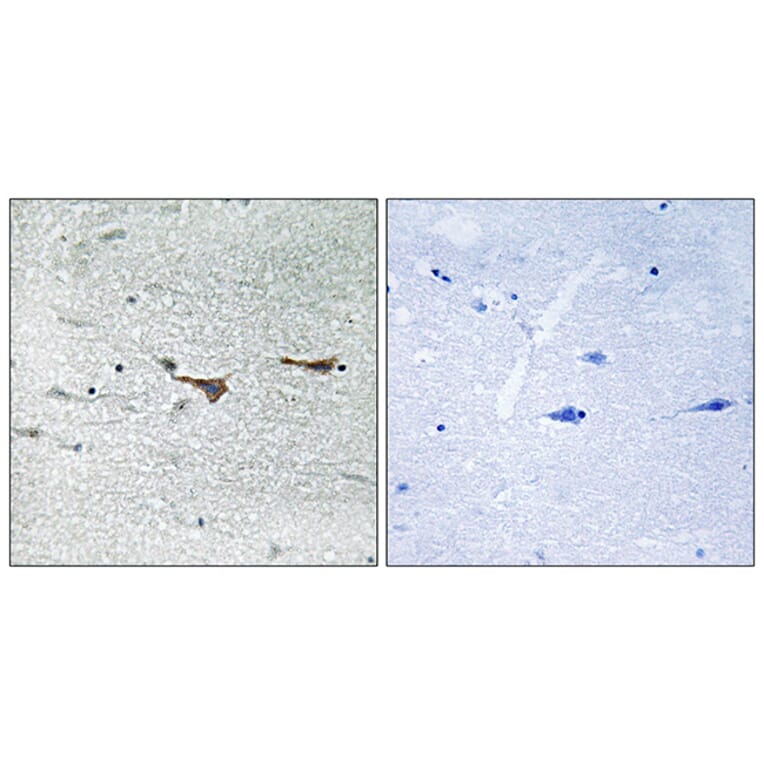 Immunohistochemistry - Anti-TOB1 Antibody (B8438) - Antibodies.com