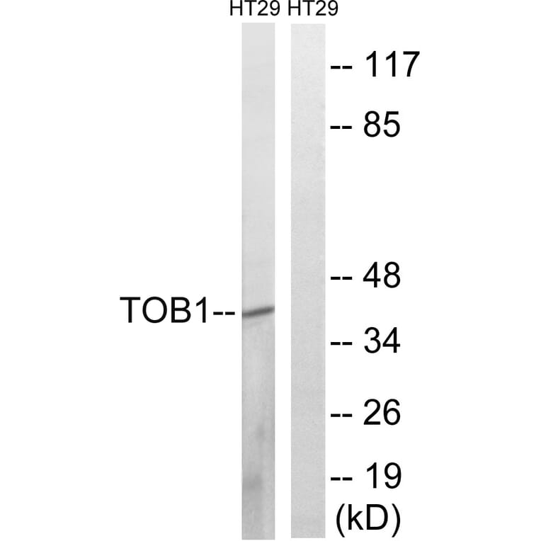 Western Blot - Anti-TOB1 Antibody (B8438) - Antibodies.com