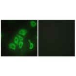 Immunofluorescence - Anti-TNFA Antibody (C10265) - Antibodies.com