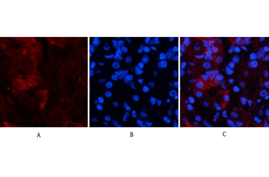 Immunofluorescence - Anti-TNFA Antibody (C10265) - Antibodies.com