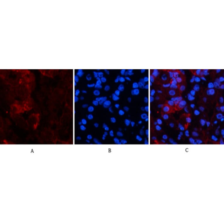 Immunofluorescence - Anti-TNFA Antibody (C10265) - Antibodies.com