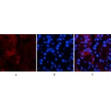 Immunofluorescence - Anti-TNFA Antibody (C10265) - Antibodies.com