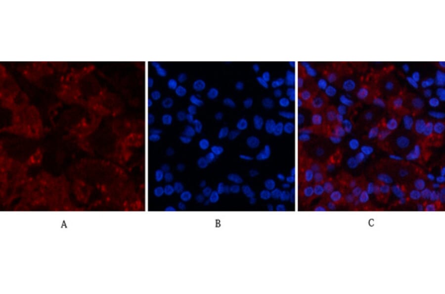 Immunofluorescence - Anti-TNFA Antibody (C10265) - Antibodies.com