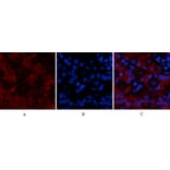 Immunofluorescence - Anti-TNFA Antibody (C10265) - Antibodies.com