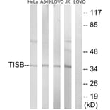 Western Blot - Anti-TISB Antibody (B1184) - Antibodies.com