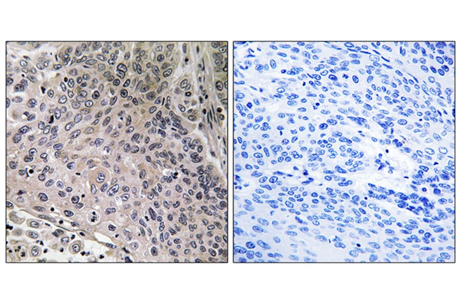 Immunohistochemistry - Anti-TEBP Antibody (B0583) - Antibodies.com