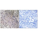 Immunohistochemistry - Anti-TEBP Antibody (B0583) - Antibodies.com