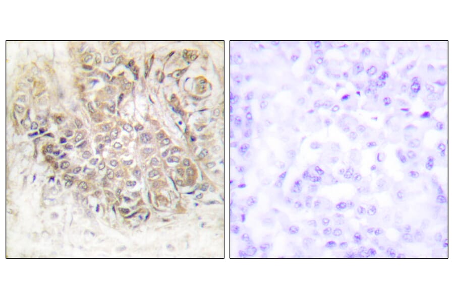 Immunohistochemistry - Anti-TCTP Antibody (C10362) - Antibodies.com