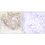 Immunohistochemistry - Anti-TCTP Antibody (C10362) - Antibodies.com