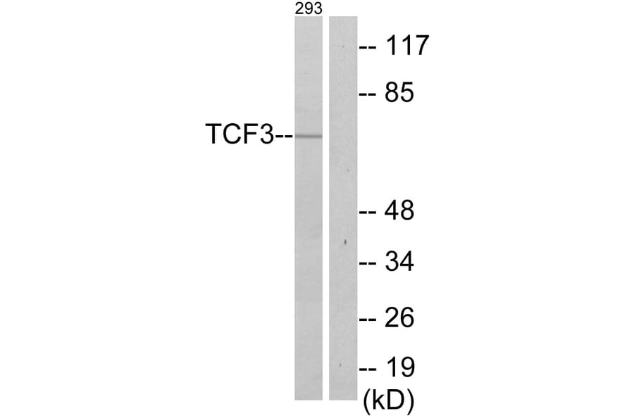 Western Blot - Anti-TCF3 Antibody (C10385) - Antibodies.com
