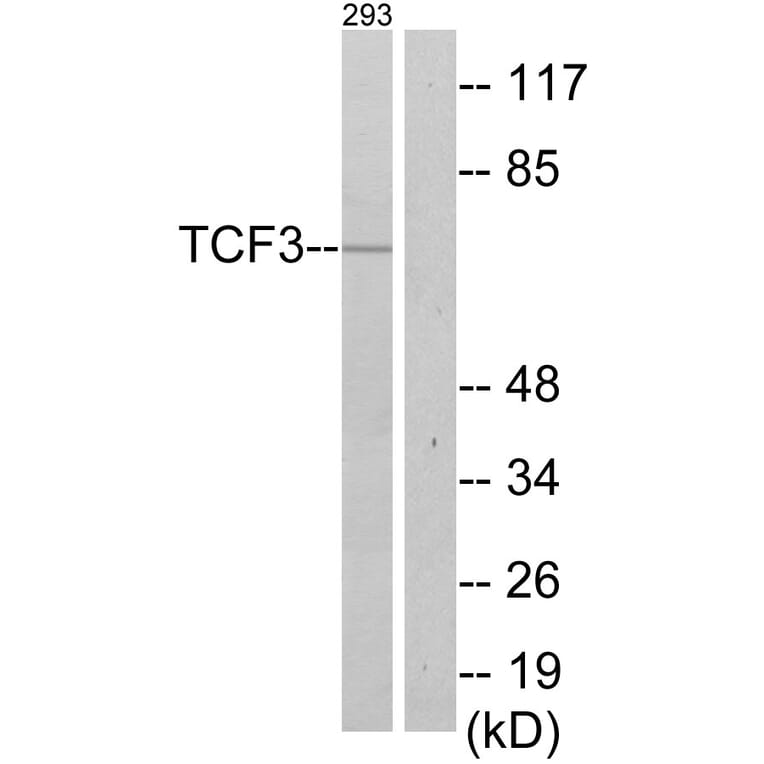Western Blot - Anti-TCF3 Antibody (C10385) - Antibodies.com