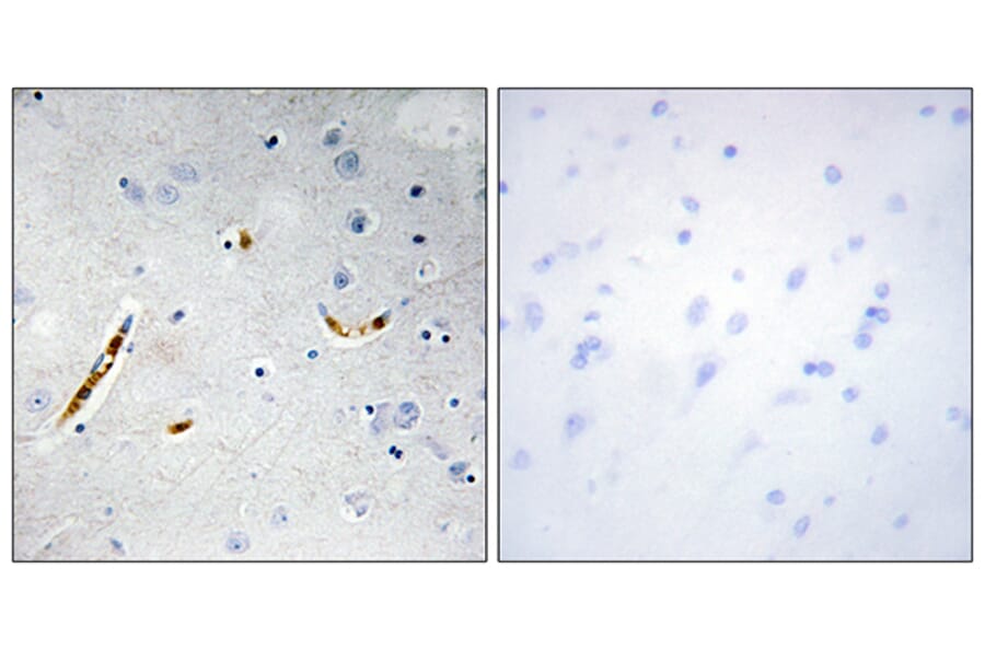Immunohistochemistry - Anti-TCF3 Antibody (C10385) - Antibodies.com