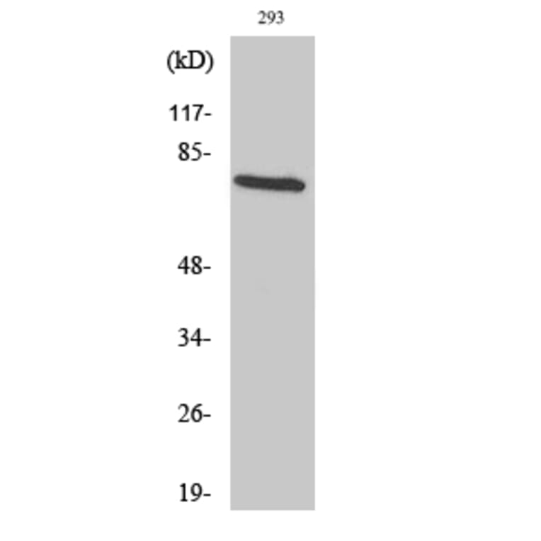 Western Blot - Anti-TCF3 Antibody (C10385) - Antibodies.com