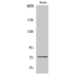 Western Blot - Anti-SSH3 Antibody (C18034) - Antibodies.com