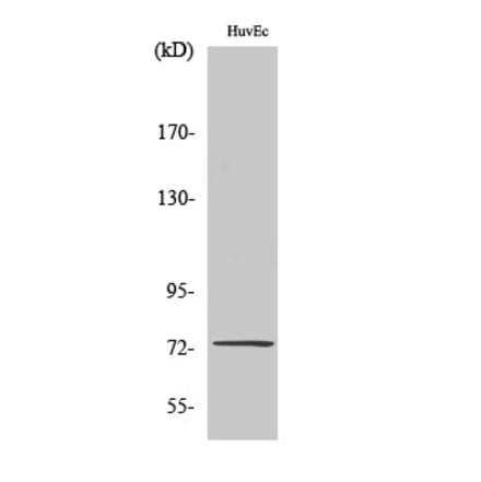 Western Blot - Anti-SSH3 Antibody (C18034) - Antibodies.com