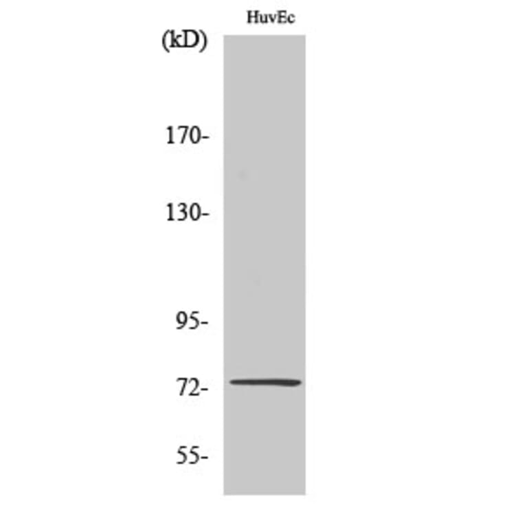 Western Blot - Anti-SSH3 Antibody (C18034) - Antibodies.com