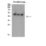 Western Blot - Anti-SPOP Antibody (C31032) - Antibodies.com