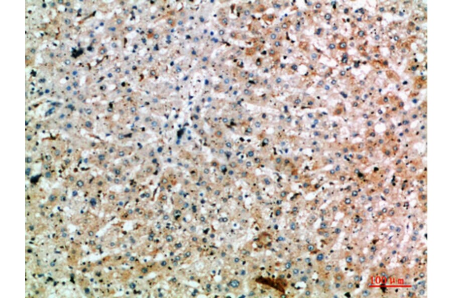 Immunohistochemistry - Anti-SPOP Antibody (C31032) - Antibodies.com