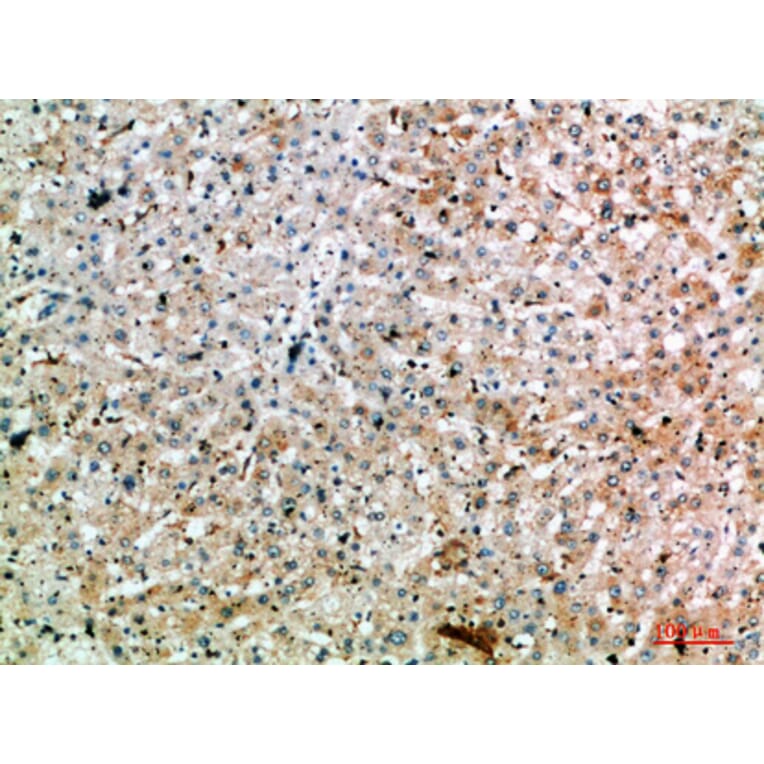Immunohistochemistry - Anti-SPOP Antibody (C31032) - Antibodies.com