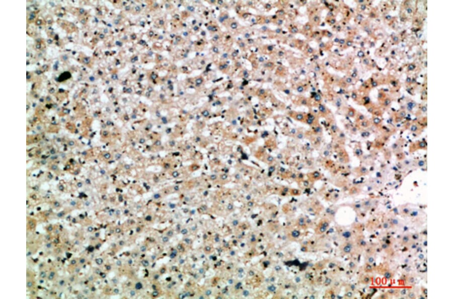 Immunohistochemistry - Anti-SPOP Antibody (C31032) - Antibodies.com