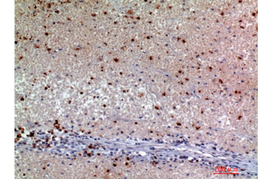 Immunohistochemistry - Anti-SNCA Antibody (C30743) - Antibodies.com