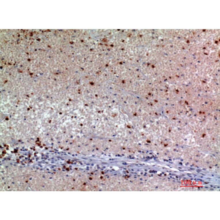 Immunohistochemistry - Anti-SNCA Antibody (C30743) - Antibodies.com