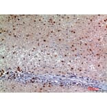 Immunohistochemistry - Anti-SNCA Antibody (C30743) - Antibodies.com