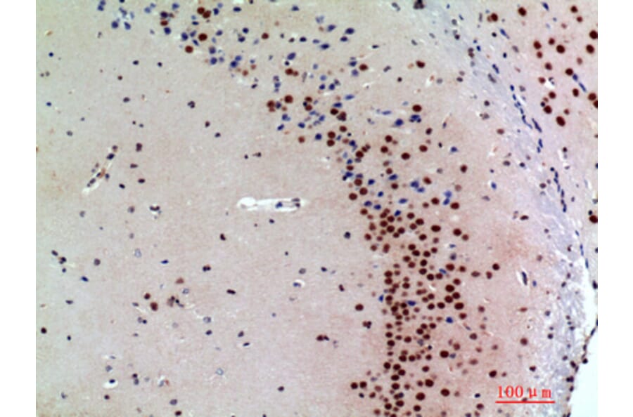 Immunohistochemistry - Anti-SNCA Antibody (C30743) - Antibodies.com