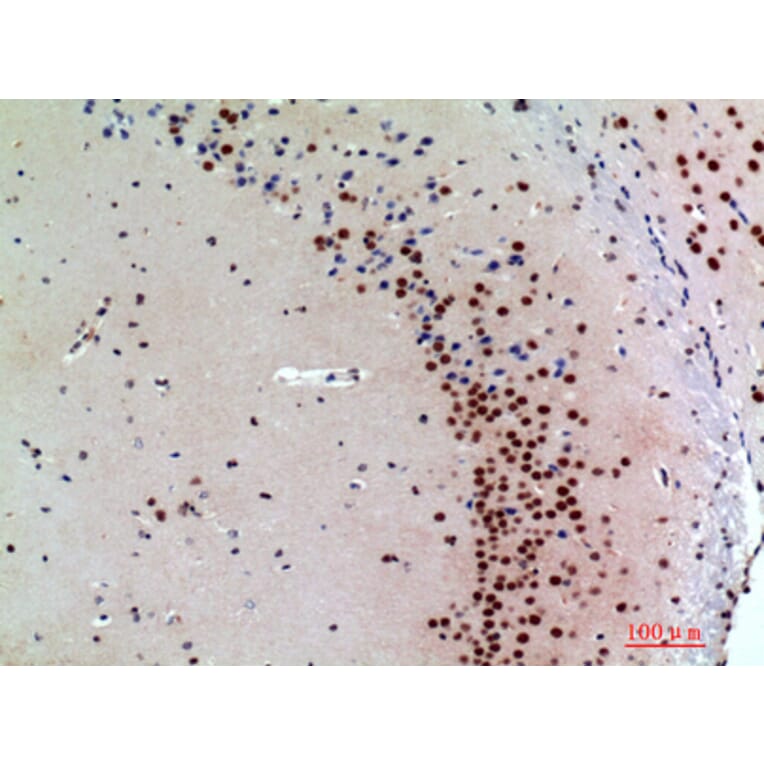 Immunohistochemistry - Anti-SNCA Antibody (C30743) - Antibodies.com