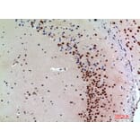 Immunohistochemistry - Anti-SNCA Antibody (C30743) - Antibodies.com