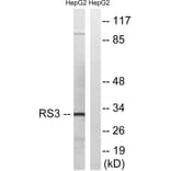 Western Blot - Anti-RPS3 Antibody (C14118) - Antibodies.com