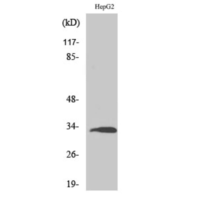 Western Blot - Anti-RPS3 Antibody (C14118) - Antibodies.com