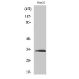Western Blot - Anti-RPS3 Antibody (C14118) - Antibodies.com