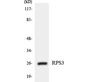 Western Blot - Anti-RPS3 Antibody (R12-3463) - Antibodies.com