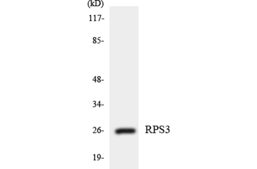 Western Blot - Anti-RPS3 Antibody (R12-3463) - Antibodies.com