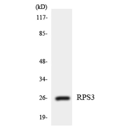 Western Blot - Anti-RPS3 Antibody (R12-3463) - Antibodies.com